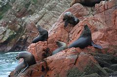 1219-Isole Ballestas,19 luglio 2013